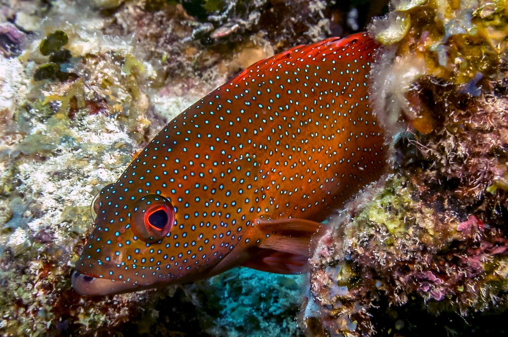 Puerta Azul Roatan Grouper Species Coney