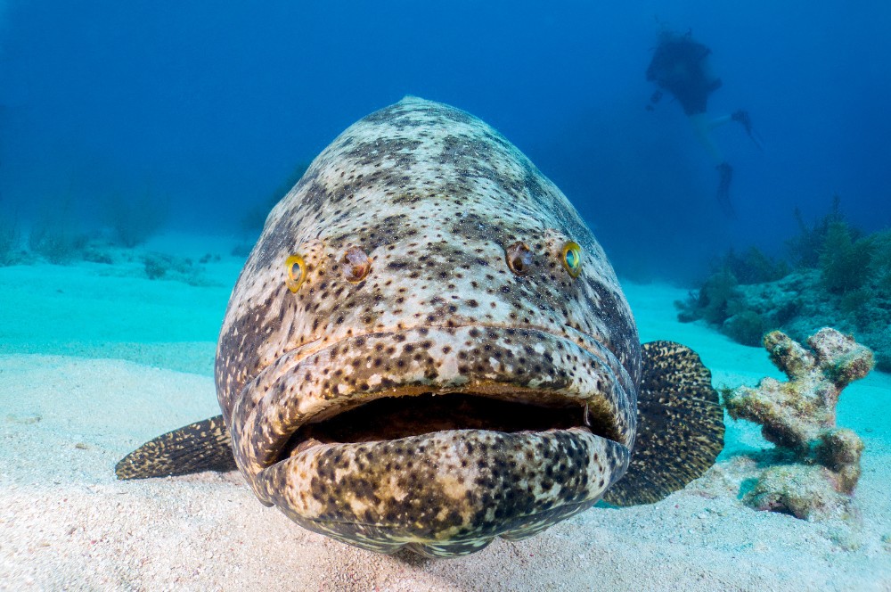 Puerta Azul Roatan Grouper Species Goliath