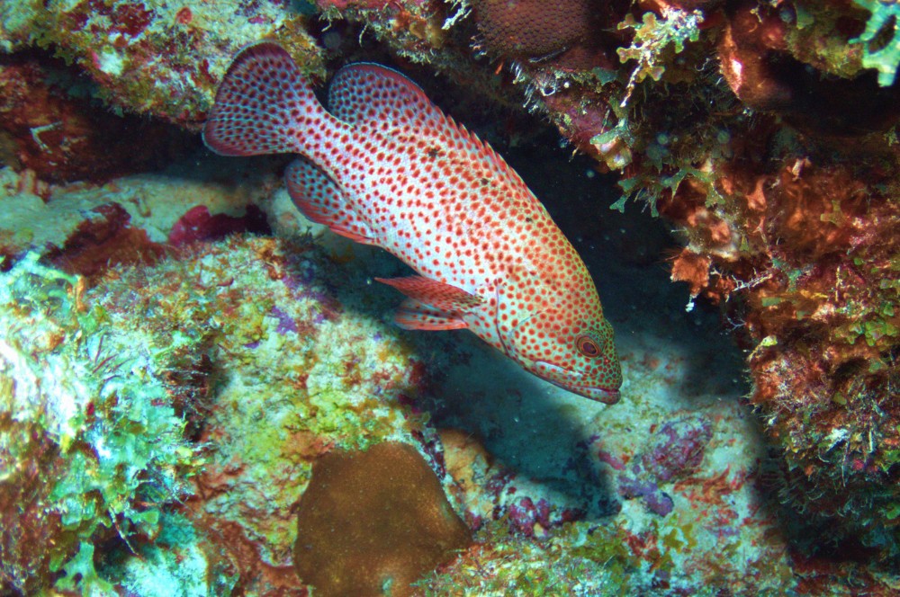 Puerta Azul Roatan Grouper Species Graysby