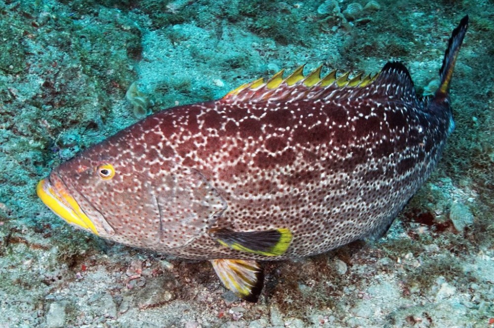 Puerta Azul Roatan Grouper Species Yellowfin