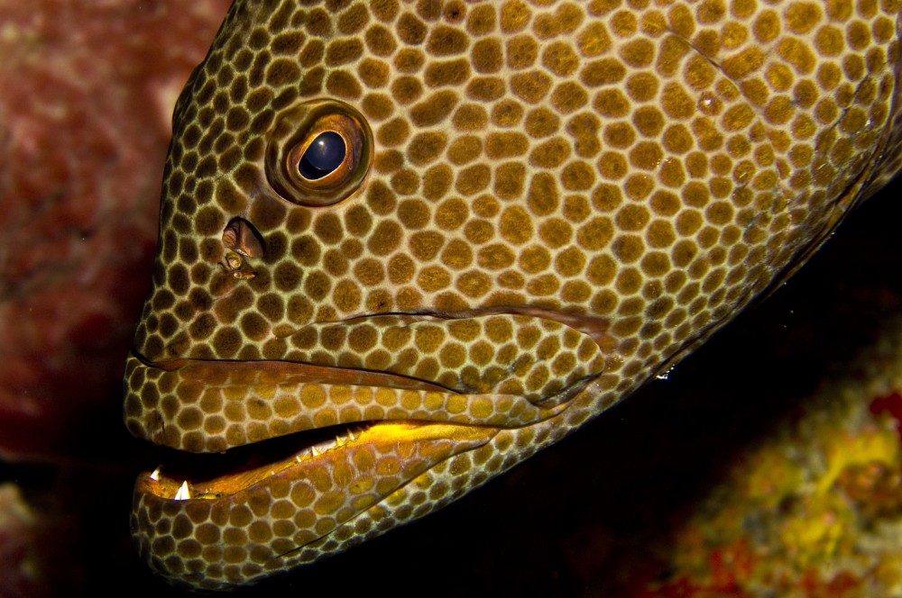 Puerta Azul Roatan Grouper Species Yellowmouth