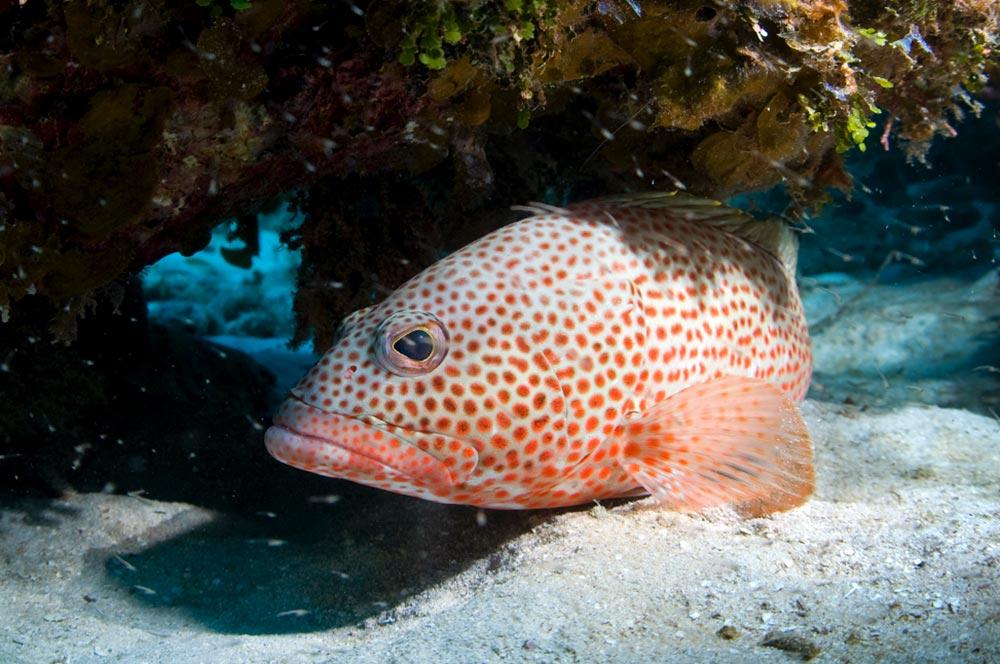 Red Hind - Grouper Species in Roatan