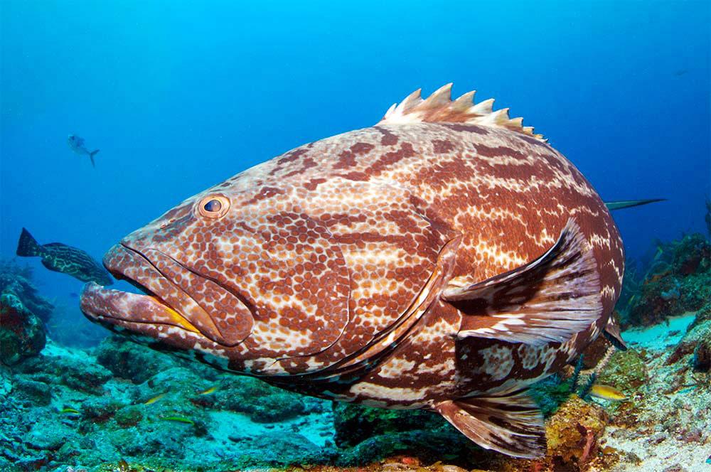 Black Grouper in Roatan, Honduras