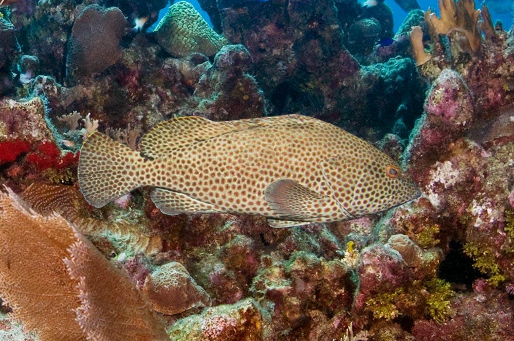 Species of Groupers in Roatan - Rock Hind