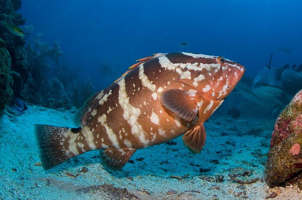 Nassau Grouper in Roatan Island