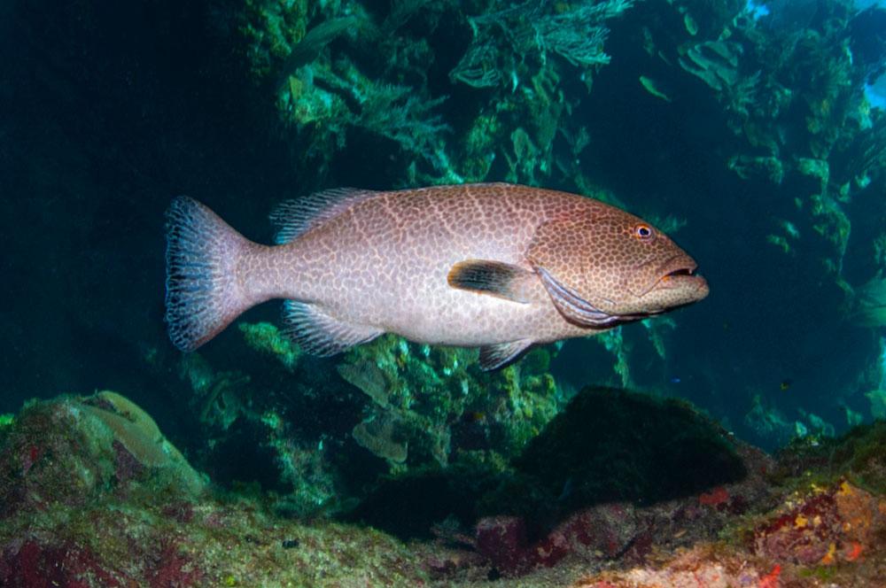 Grouper Species in Roatan - Tiger Grouper