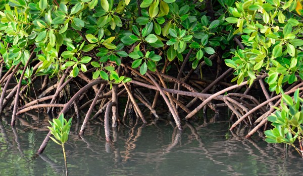 Roatan Guide - Best Instagram Pictures - Mangrove Tunnels