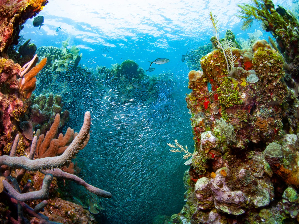 Puerta Azul Boutique Hotel Roatan Cayos Cochinos