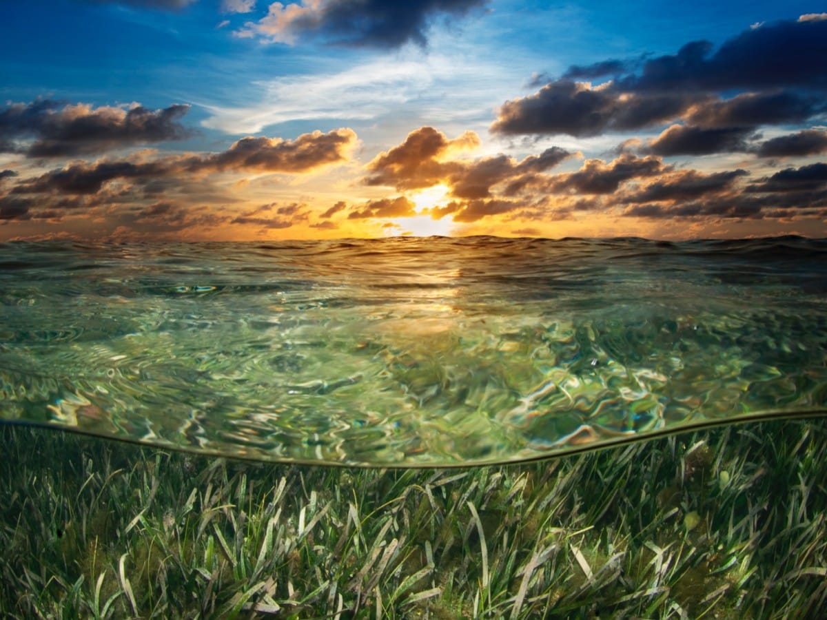 Puerta Azul Boutique Hotel Roatan Sea Grass World