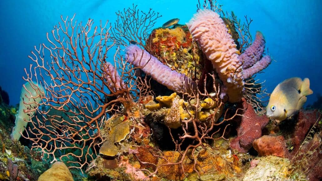 Roatan Scuba Diving With Puerta Azul Boutique Hotel