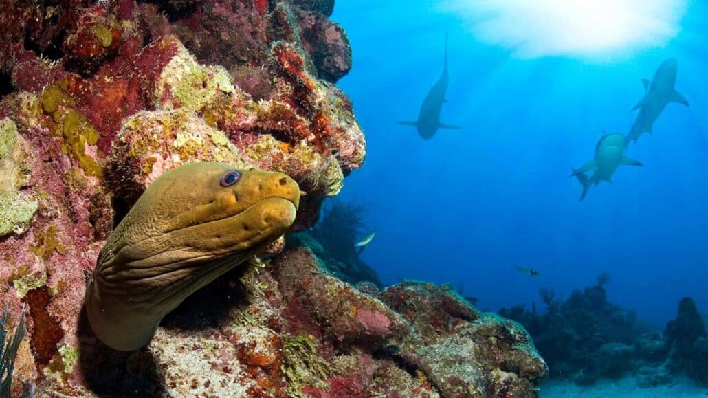 Scuba Diving In Roatan With Puerta Azul Boutique Hotel