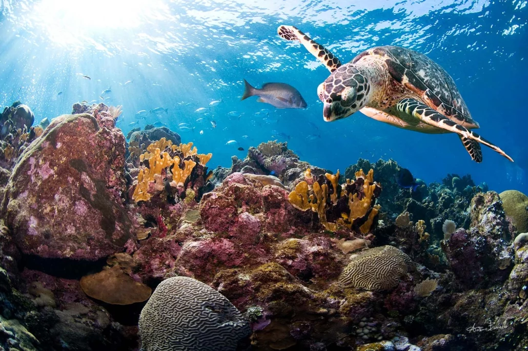 Roatan Honduras Diving with Puerta Azul Boutique Hotel