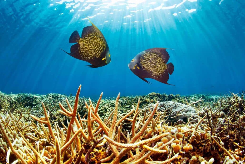 Two French Angelfish swimming over a healthy field of elkhorn and staghorn coral in the sun-drenched waters of Roatan.