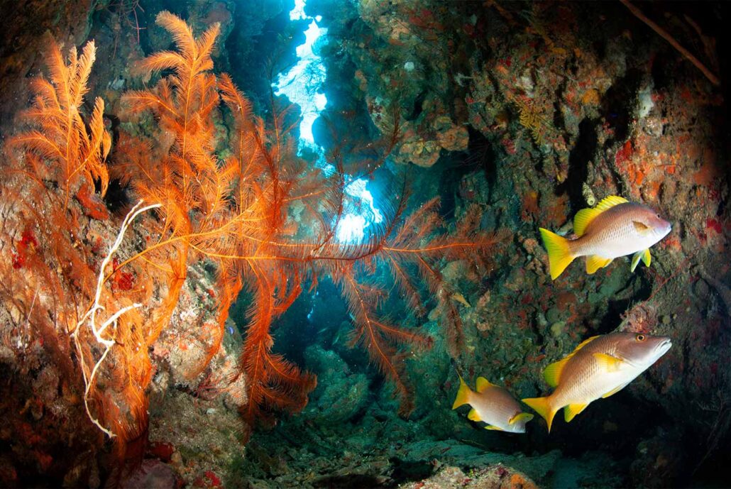Yellow tail snappers swimming through a sun-lit coral reef cavern with bright orange sea fans at Puerta Azul Roatan