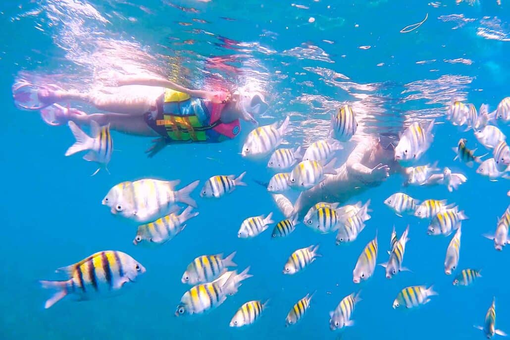 Snorkelers surrounded by a large school of yellow and black striped Sergeant Major fish in the clear blue waters of West Bay, Roatan.