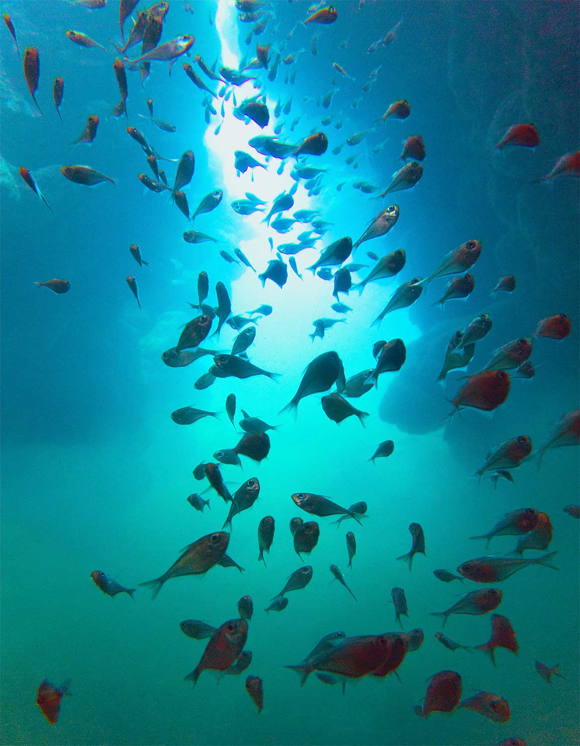 School of Glassy Sweepers swimming towards the light inside a cave at Spooky Channel, Roatan.aSchool of Glassy Sweepers swimming towards the light inside a cave at Spooky Channel, Roatan.