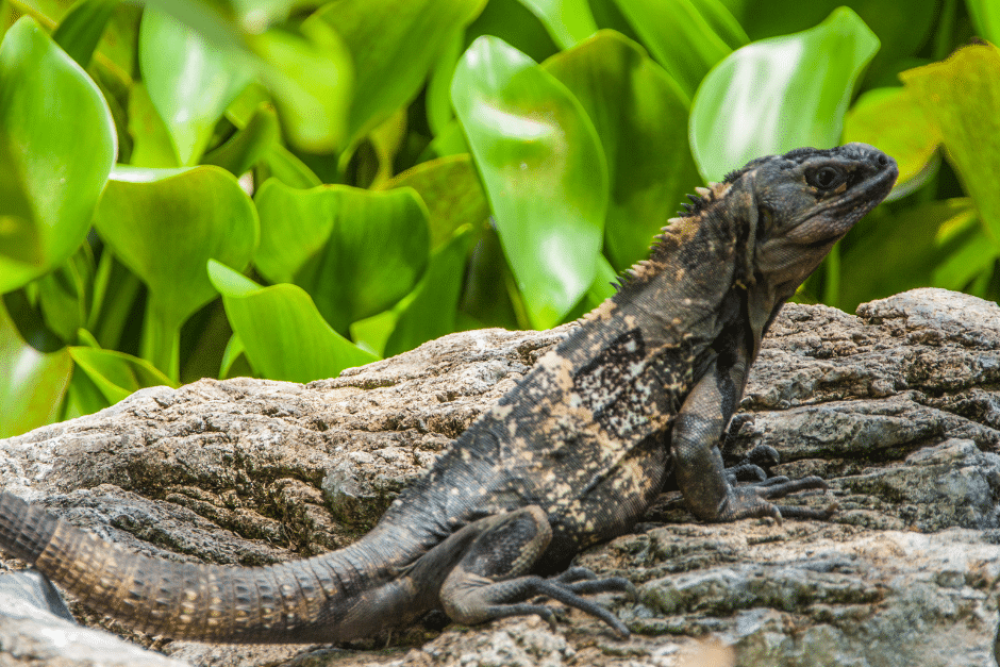 Carambola Gardens Roatan hidden gem