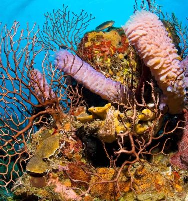 Roatan Scuba Diving With Puerta Azul Boutique Hotel