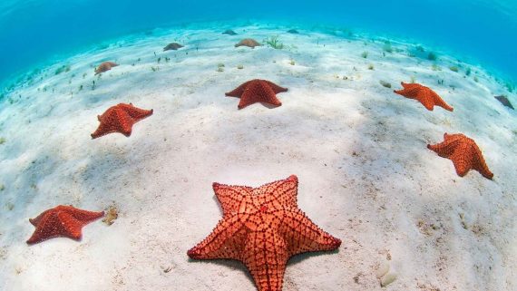 Snorkeling sandy bay puerta azul