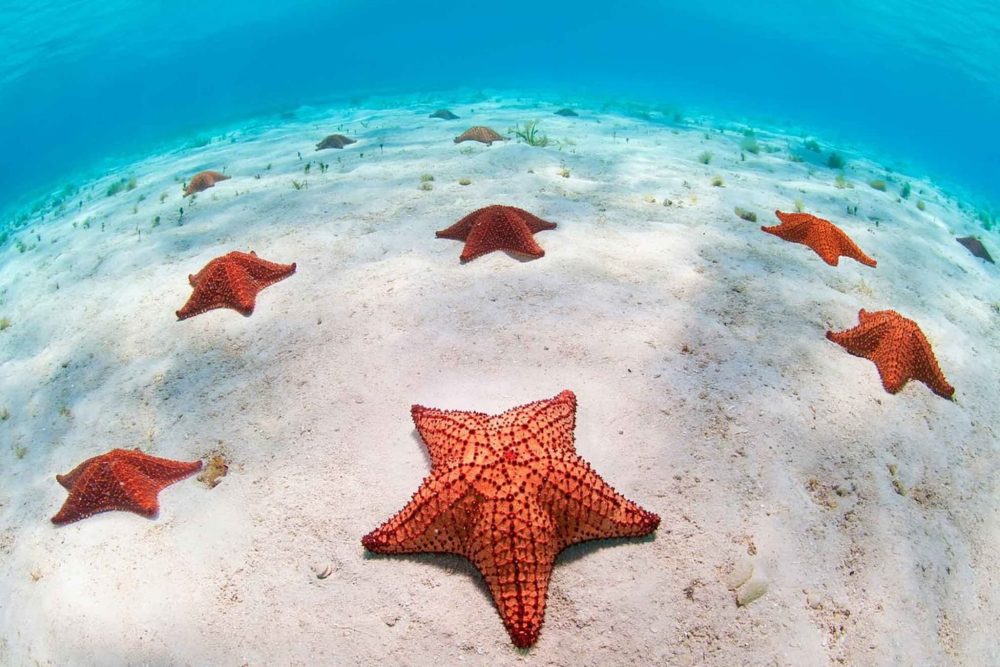 Snorkeling sandy bay puerta azul