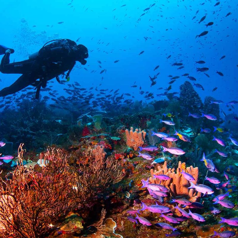 Scuba Diving in Roatan Honduras Cayos Cochinos